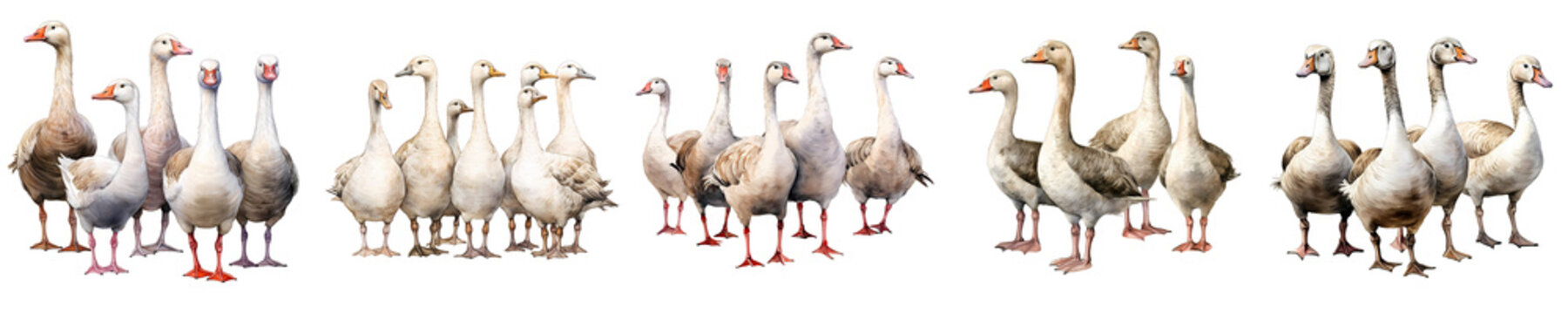 Watercolor illustration of a gaggle of geese standing together in a group
