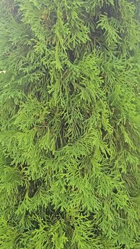 green pine leaf throught the wind background