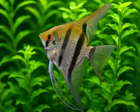 zebra angel fish aquarium 