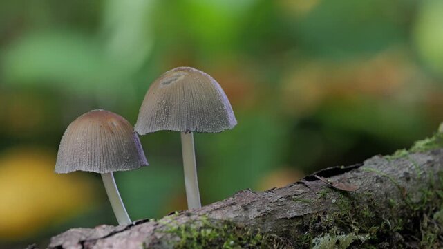 Mushrooms growing on a tree trunk in the autumn forest. (Coprinellus micaceus). 