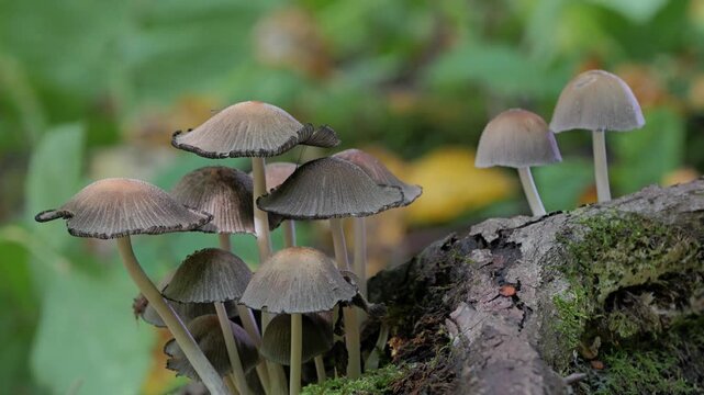 Mushrooms growing on a tree trunk in the autumn forest. (Coprinellus micaceus). 