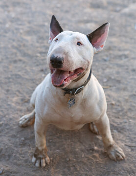 White bull terrier looking up after playing in the dirt