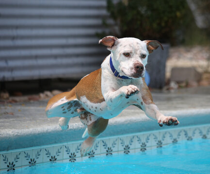 Diving off the side of a pool is a white and brown dog