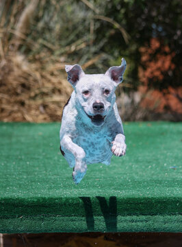 Happy pitbull smiling while jumping off a dock into the pool