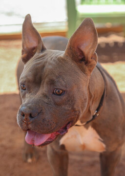 Gray pitbull under a shade posing for a portrait