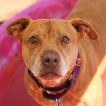 Brown pitbull dog looking up into the camera