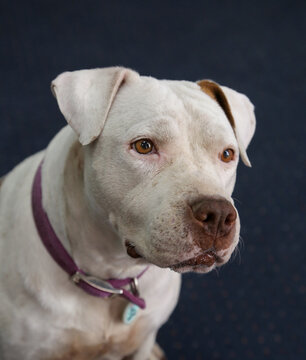 Natural window light portrait of a rescue pitbull