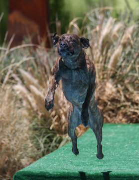  Brindle pitbull dog jumping off a dock
