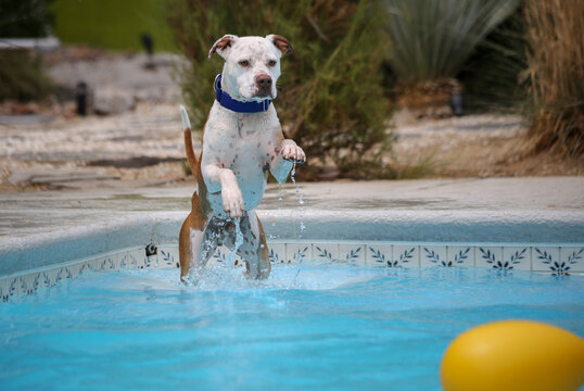 Pitbull dog jumping off a step in a swimming pool
