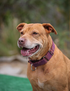 Smiling pitbull posing for a natural lighting portrait