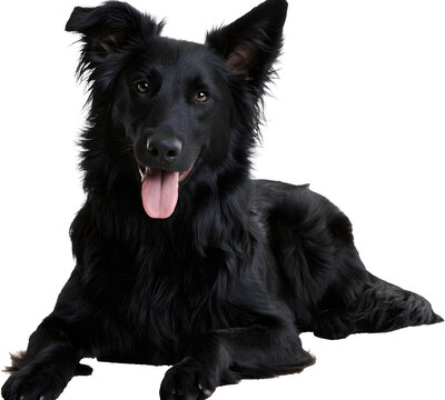PNG happy black fluffy dog on a transparent background