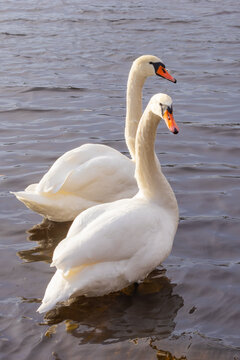 Swans swimming together in a calm river during a sunny day