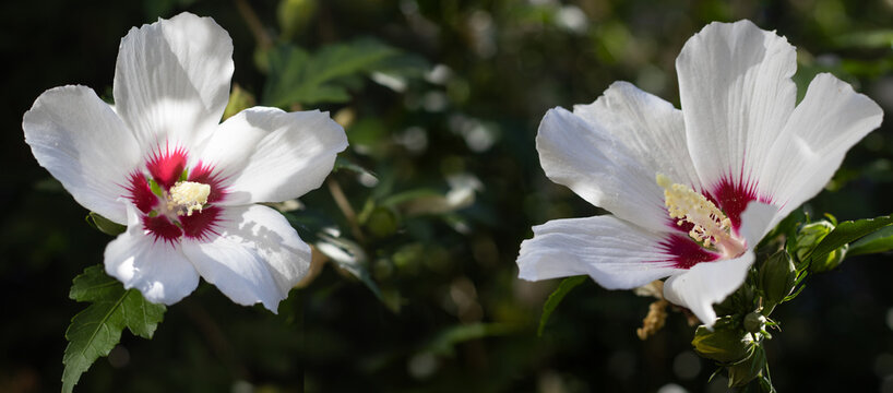 Flowers bloom in a garden setting under bright sunlight during spring time