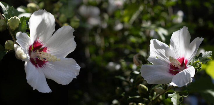 Flowers bloom in a garden with white petals and red centers during sunny weather in the late afternoon