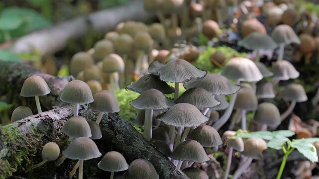 Mushrooms growing on a tree trunk in the autumn forest. (Coprinellus micaceus). 