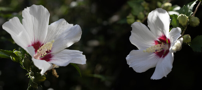 White flowers with red centers growing on a green plant in a garden during daylight