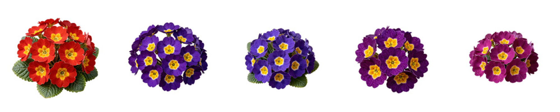 Five primrose plants with different colored flowers isolated on a black background