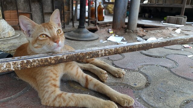 Orange tabby cat resting on a paved urban sidewalk behind a rusted metal rail, with alert amber eyes and relaxed posture, creating a street animal scene for urban life and animal themes