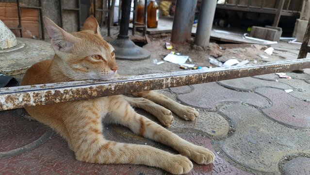 Orange tabby cat resting on a paved urban sidewalk behind a rusted metal rail, with alert amber eyes and relaxed posture, creating a street animal scene for urban life and animal themes