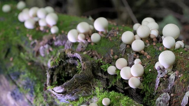 Mushrooms (Licoperdon perlatum), growing on a mossy tree trunk in the autumn forest. Close up view.