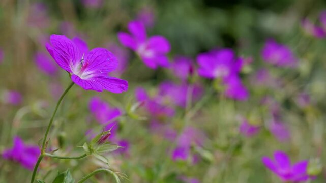 Blue wildflowers in the meadow swaying in the wind. 