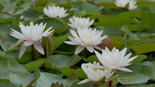 Water lilies blooming in a pond in summer time.