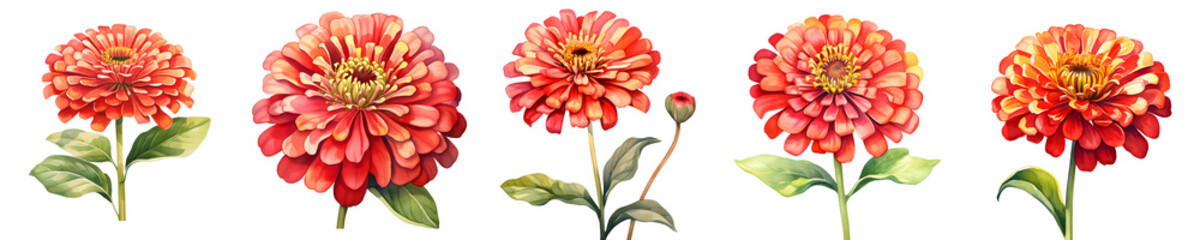 Obraz premium Beautiful watercolor zinnia flowers in full bloom on a black backdrop
