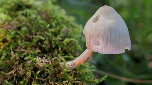 Mushrooms growing on a tree trunk in the autumn forest. (Coprinellus micaceus). 