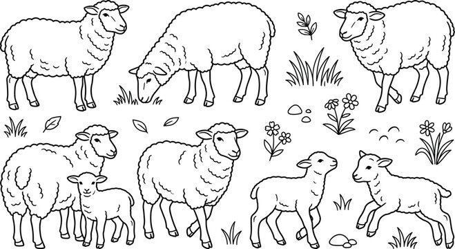 Cute farm sheep and little lambs outline doodle set with grazing ewes and spring flowers coloring book vector illustration