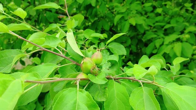 Small green apples growing on tree branch among lush foliage. Young unripe fruit on apple tree in summer garden. Orchard harvest and nature growth concept.
