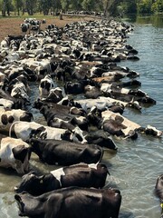 Fototapeta premium Large herd of black and white Holstein cows standing in the river water to cool off on a hot summer day. Cattle drinking water and standing in the lake on a countryside farm.