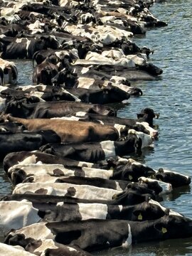Large herd of black and white Holstein cows standing in the river water to cool off on a hot summer day. Cattle drinking water and standing in the lake on a countryside farm.