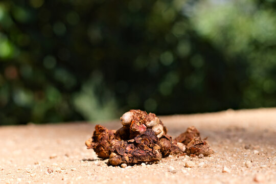 Animal scat containing visible seeds rests on a sunlit orchard path as small ants move across the dry ground in Riverside, California.