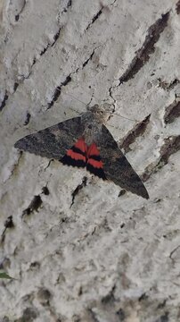 large night butterfly Catocala elocata, Large night butterfly tapeworm sitting on tree bark close-up
