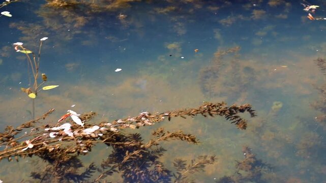This close-up video showcases the natural ecosystem of a water body. Branches of aquatic plants with long brown leaves float on the water's surface. Several light-colored flowering stalks are also vis