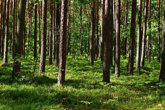 Wald im Nationalpark Kampinos N&auml;he Warschau
