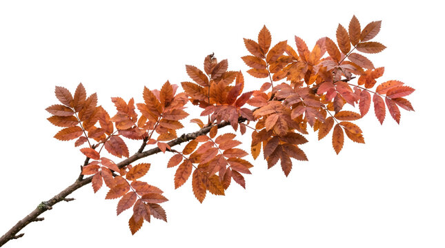 Autumn rowan branch with orange leaves on isolated transparent background PNG