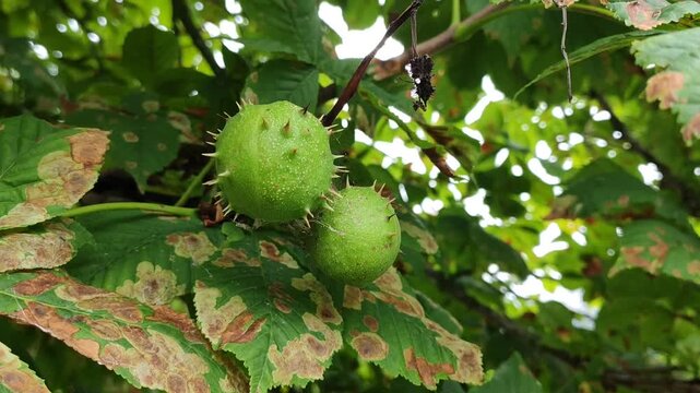 A spiky green immature fruit growing on a horse chestnut tree (Aesculus hippocastanum). 