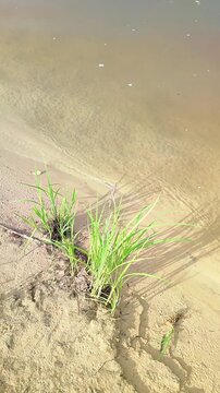 Green grass growing on sandy river bank with gentle water waves washing ashore. Nature closeup of shore erosion and coastal plants by calm water edge