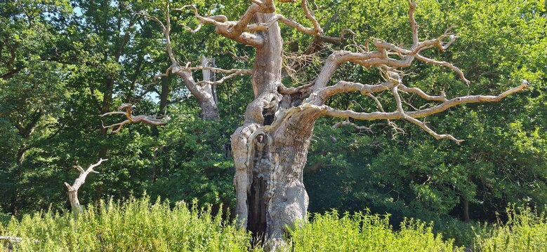 English forest, Trunk of hundred's year trees. UK
