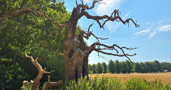 English forest, Trunk of hundred's year trees. UK