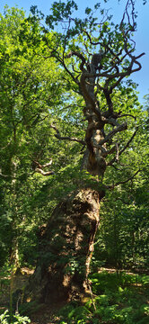 English forest, Trunk of hundred's year trees. UK