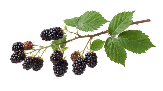Fresh ripe blackberries on a branch on isolated transparent background PNG