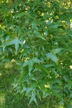 Acer mono Nippon-Ahorn Detail Blatt