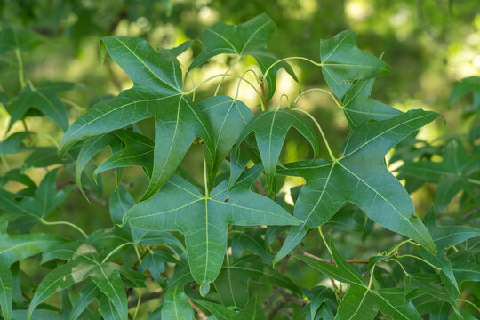 Acer mono Nippon-Ahorn Detail Blatt