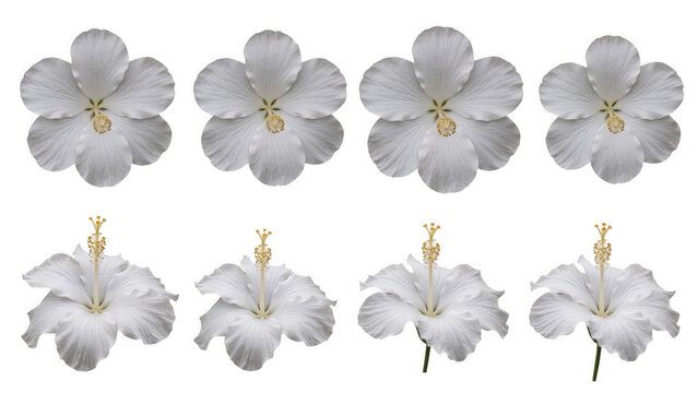 Set of eight white hibiscus flowers shown from and side angles with yellow stamen centers isolated on a transparent background