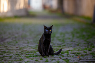 black cat on the ground © Aleksandr