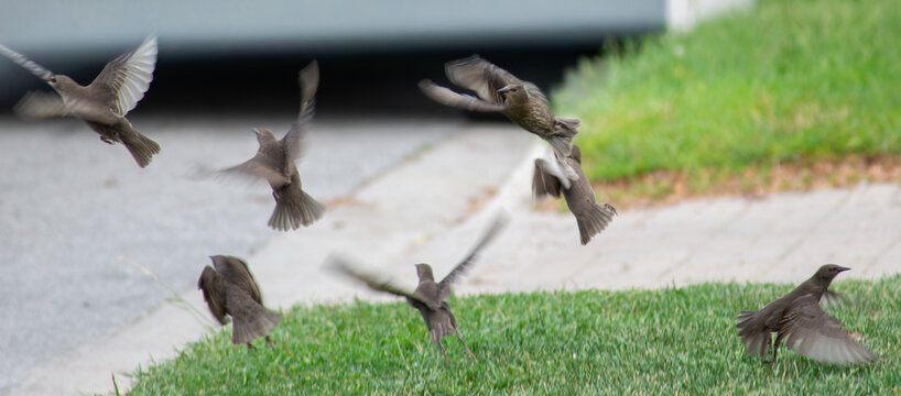 Birds react to danger, real or perceived, and take flight