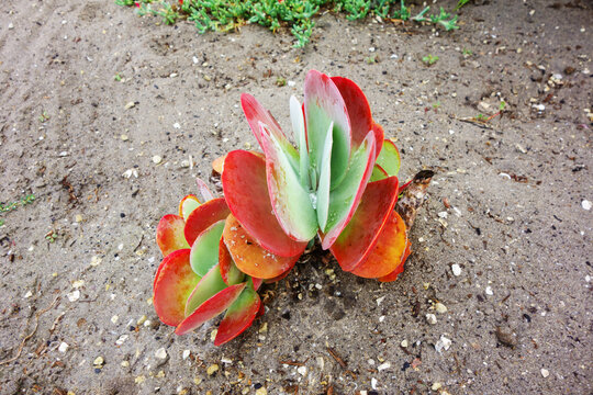 Small flapjack succulent plant growing in a sandy ground with large paddle-shaped green leaves turning vibrant red at margins, San Diego, CA