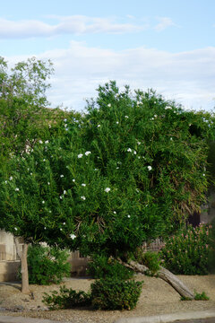 Large white oleander tree growing in a desert yard with gravel landscaping under a lightly clouded blue morning sky during summer monsoon season in Phoenix, AZ